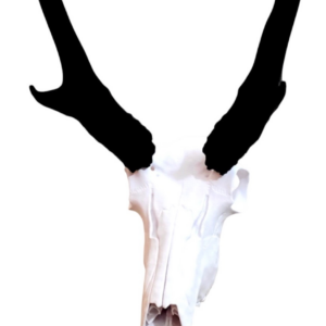 Antelope Skull Mount