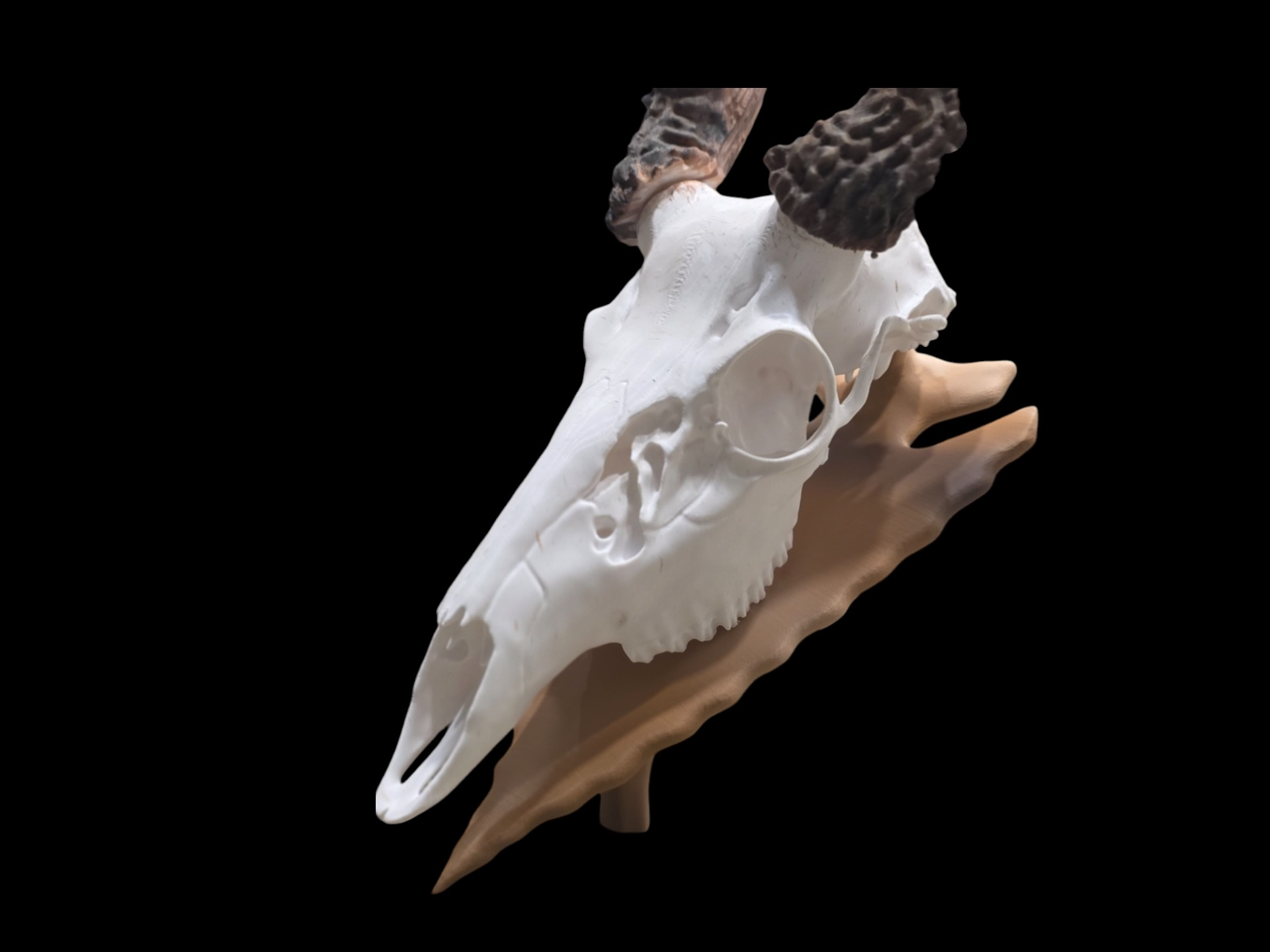 LTD Skulls arrowhead desktop support