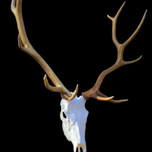 Elk Skull Mount