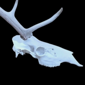 Elk Half Skull Mount