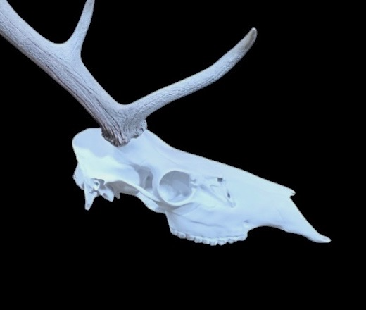 LTD Skulls elk half skull mount