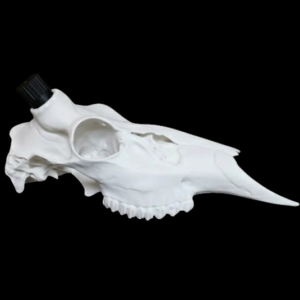 Deer Half Skull Mount