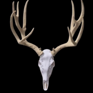 Mule Deer