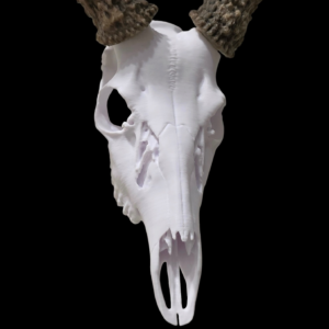 Whitetail Deer Skull Mount