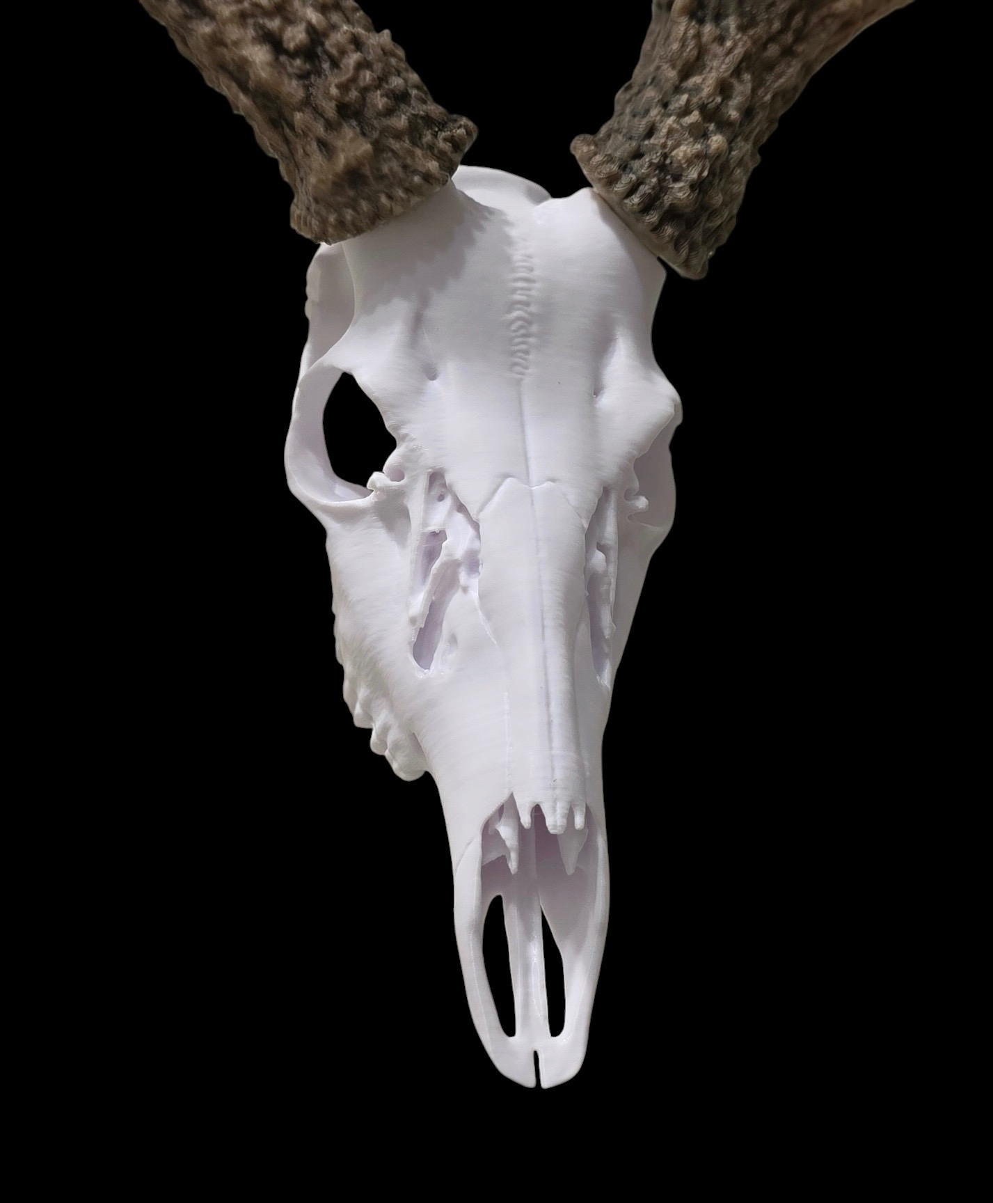 LTD Skulls whitetail deer skull mount